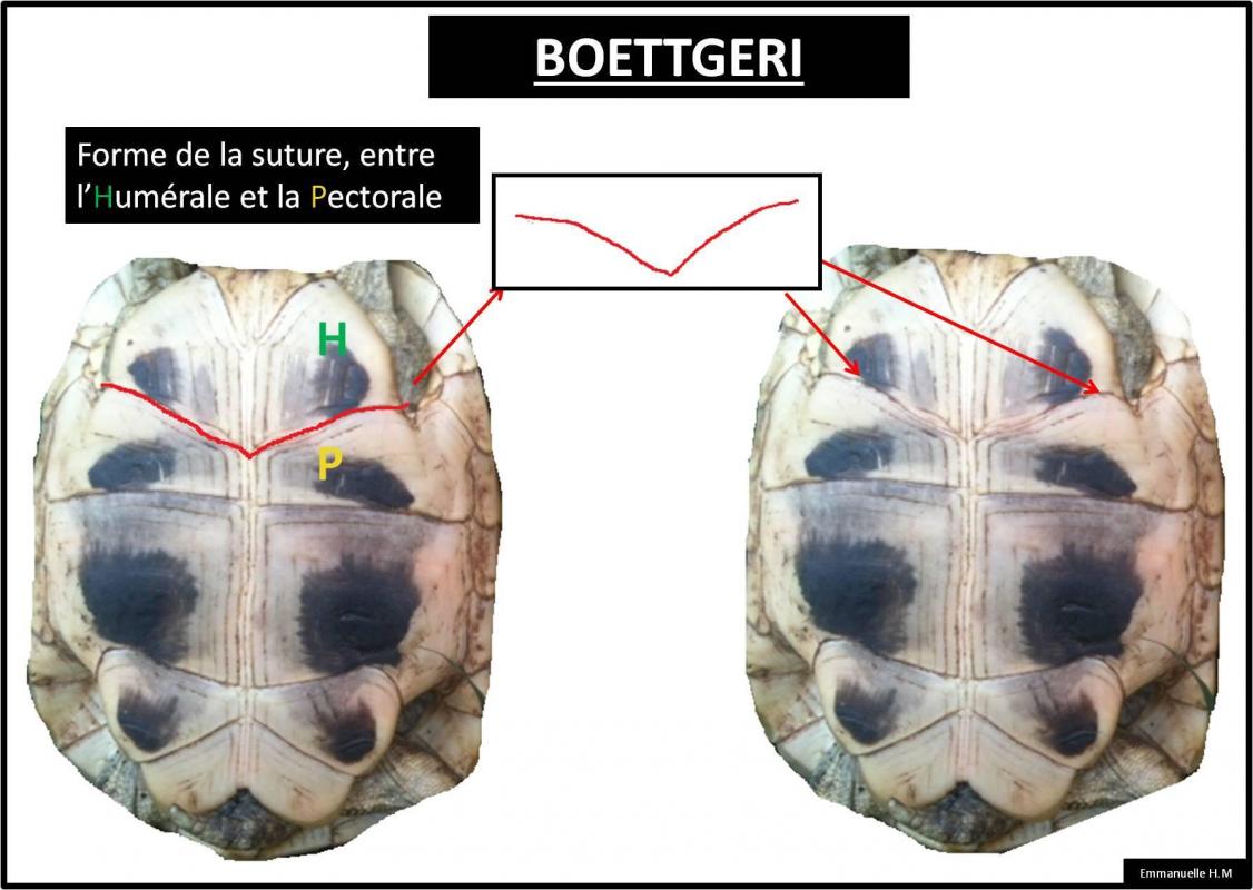 suture BOETTGERI