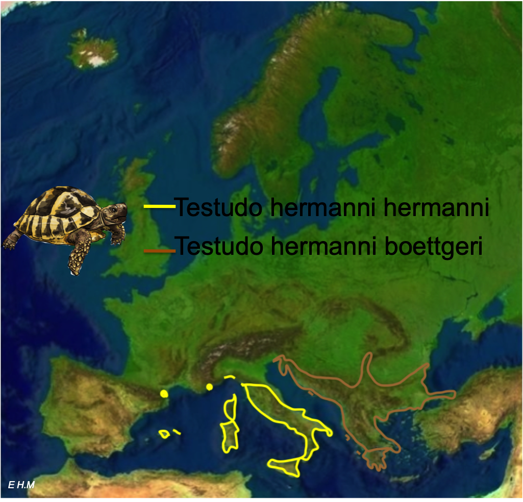 Aire de repartition hermanni hermanni et hermanni boettgeri