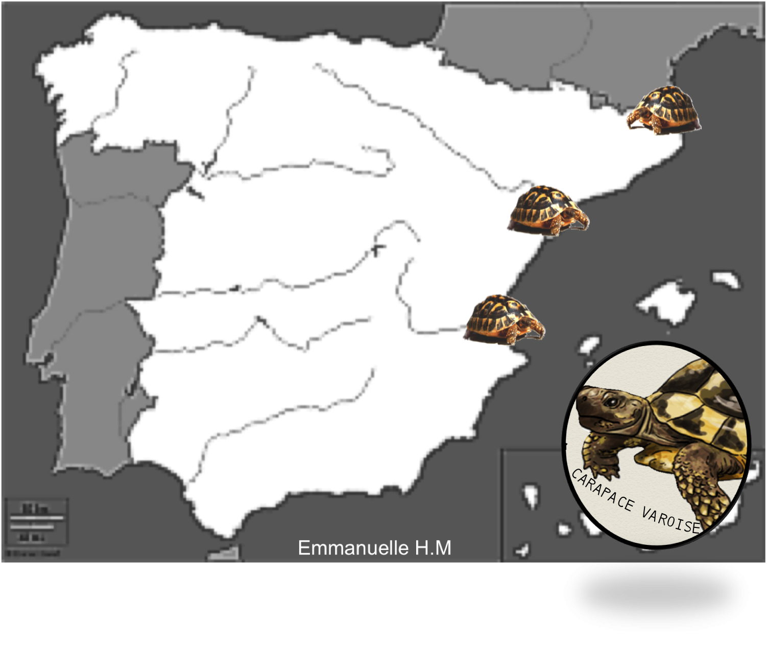 Aire repartition testudo hermanni hermanni espagnole