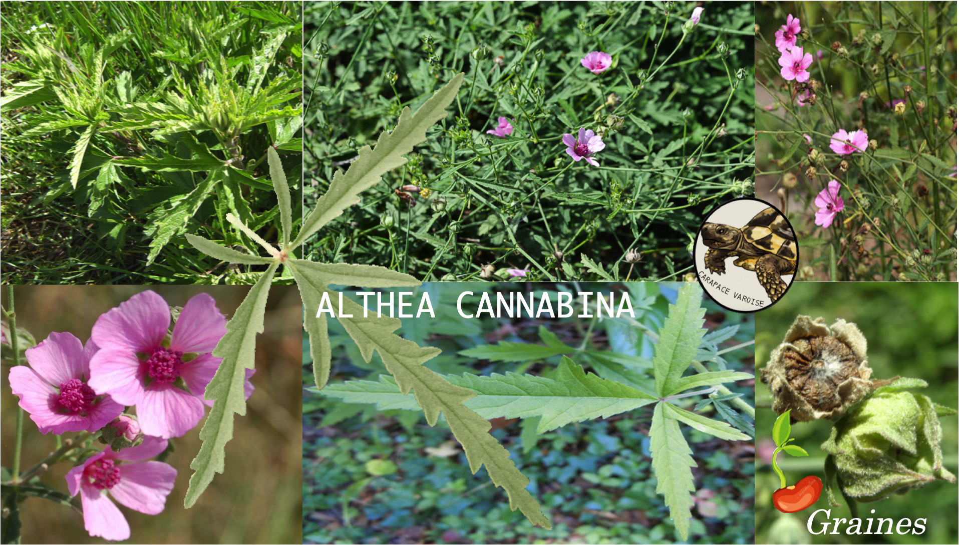 Althea cannabina1