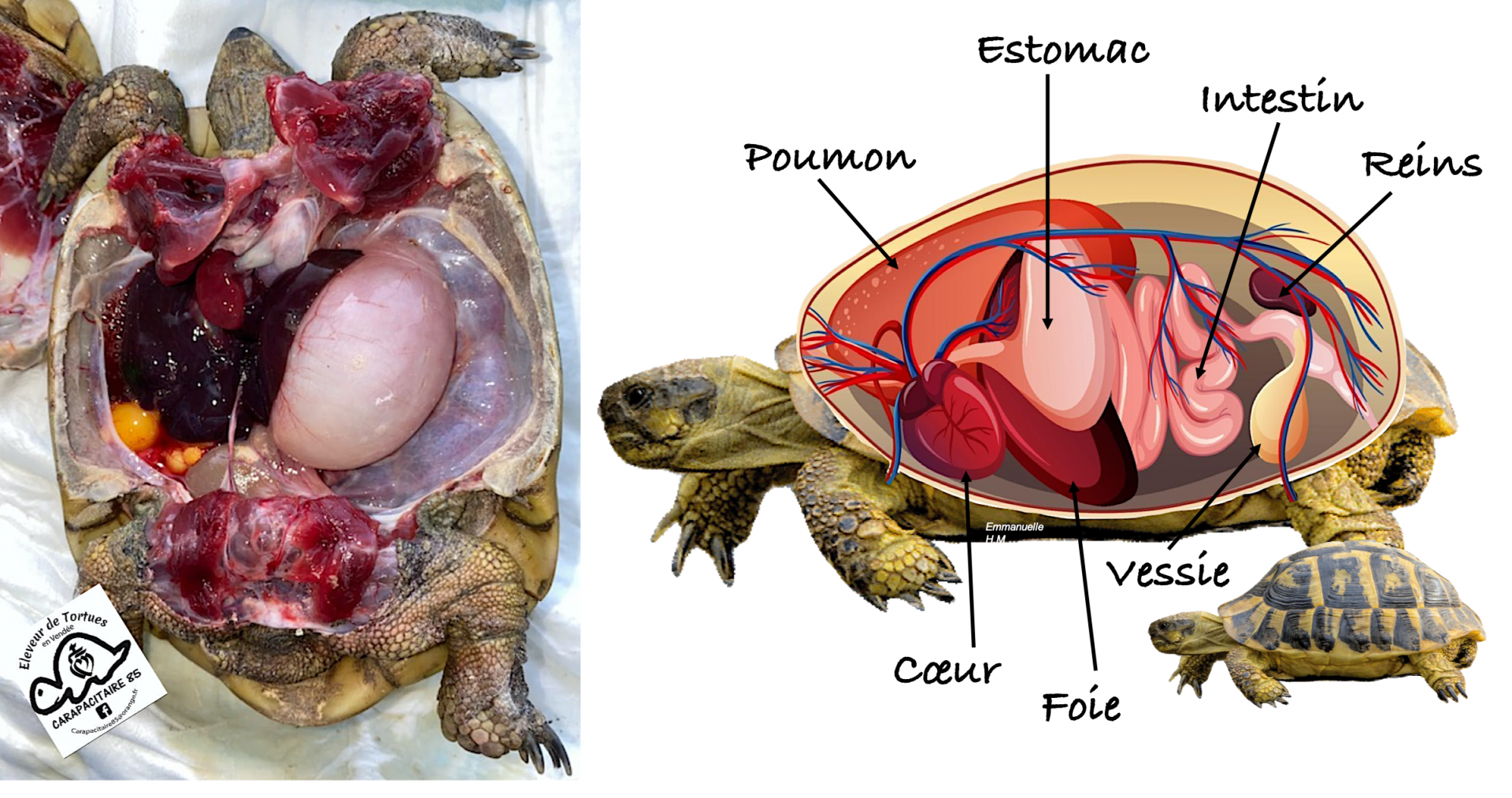 Anatomie tortue