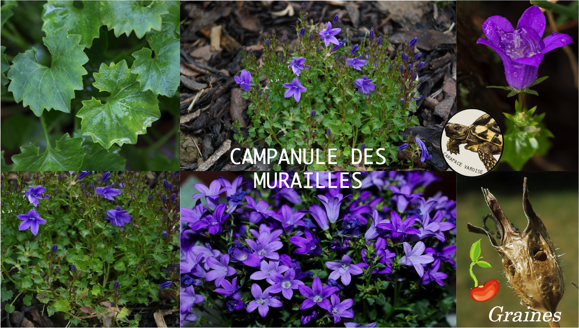 Campanule des murailles