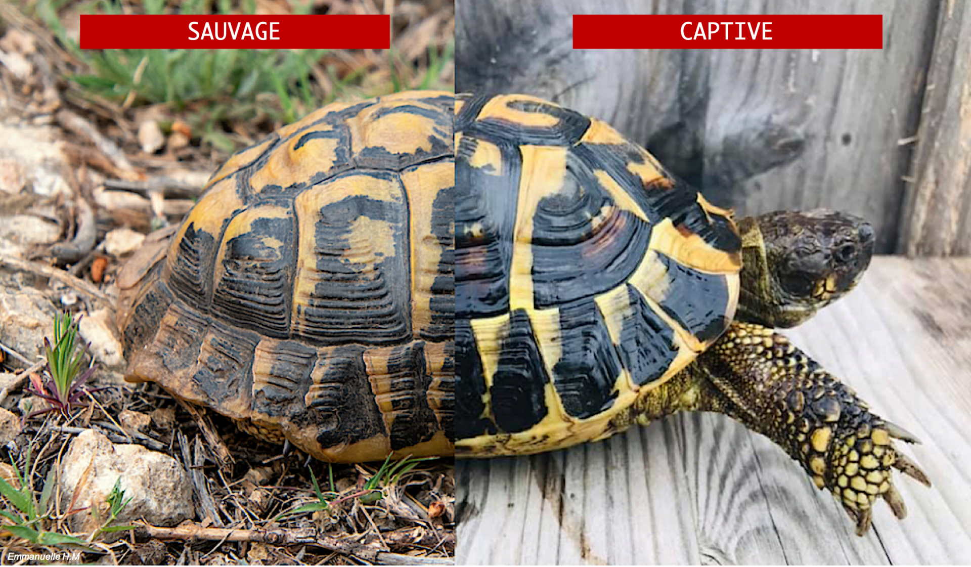 Captive sauvage 2