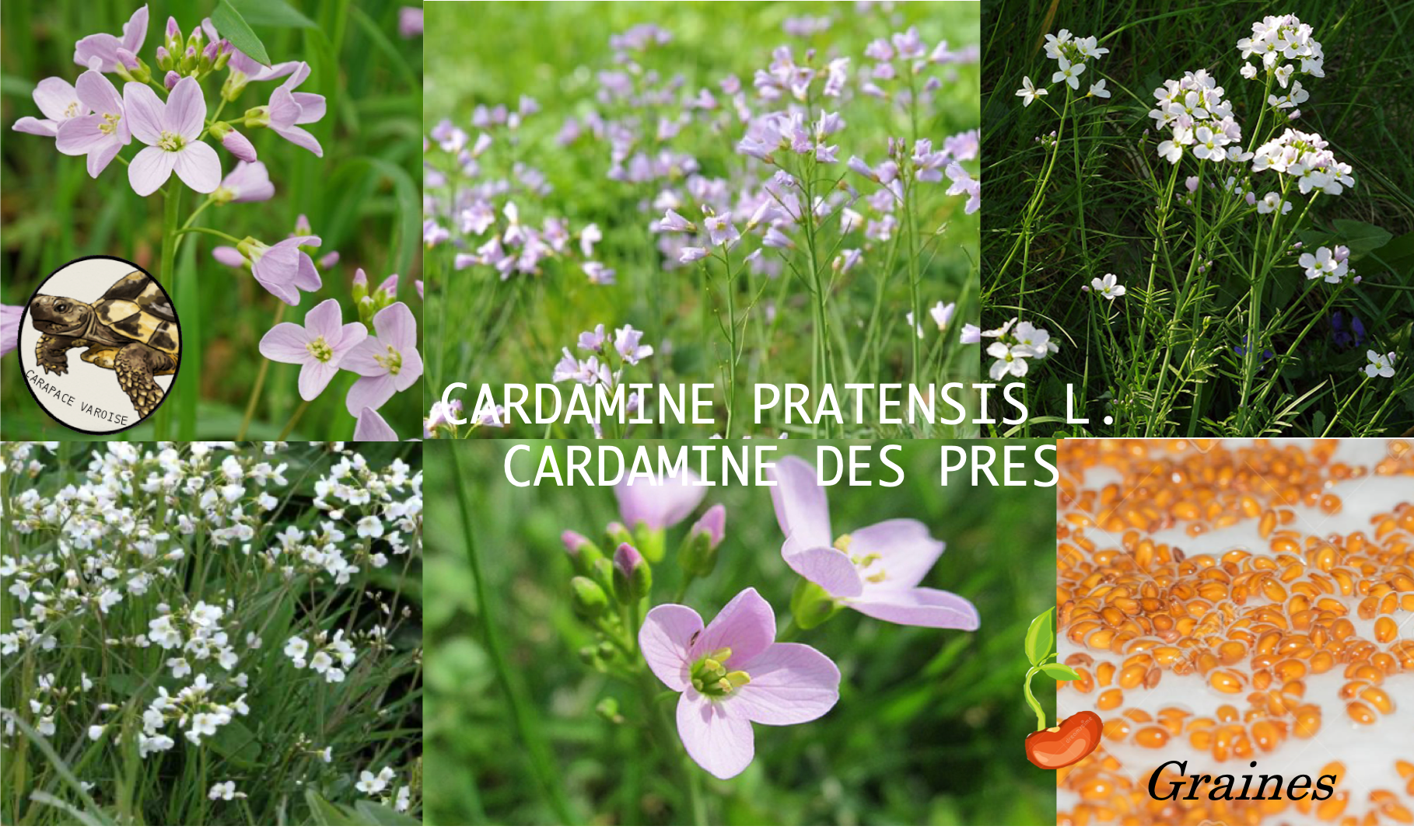 Cardamine pratensis l