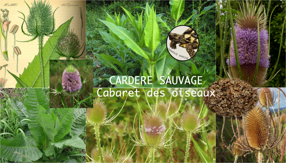 Cardere sauvage 1