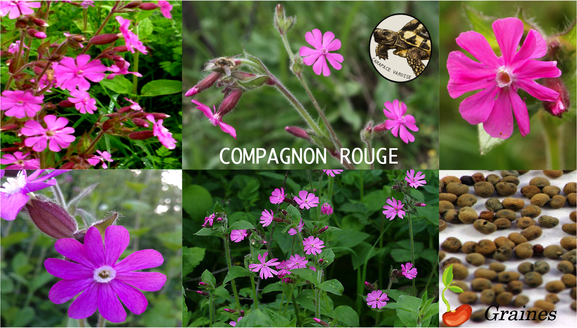 Compagnon rouge