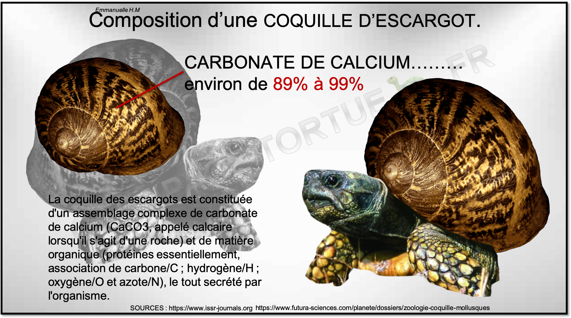 Composition coquille escargot calcium