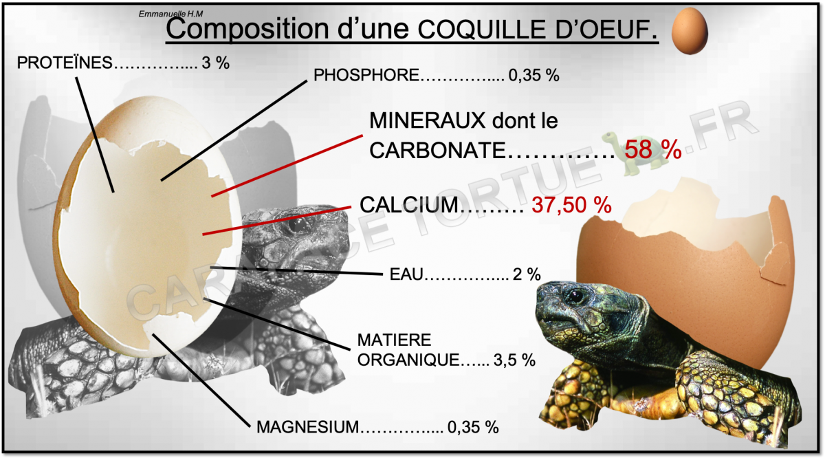 Composition oeuf