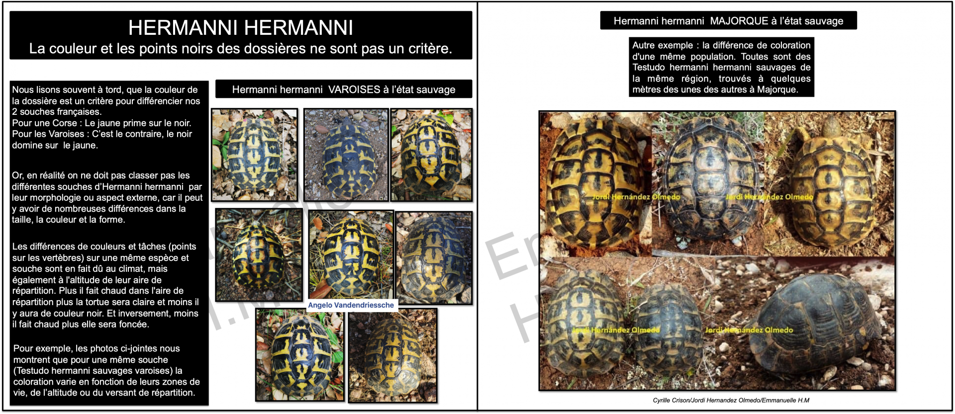 Couleur carapace hermanni hermanni