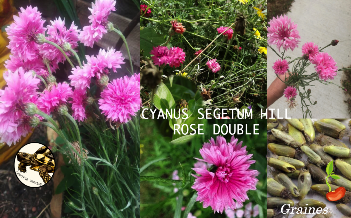 Cyanus segetum hill rose
