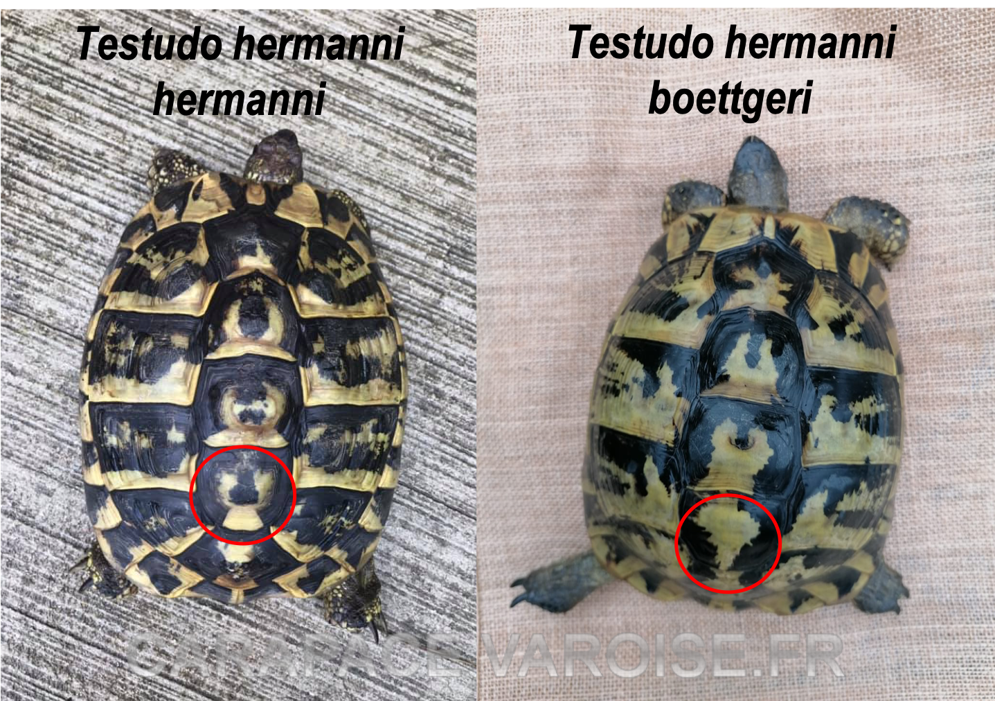 Differencier hh et hb 1