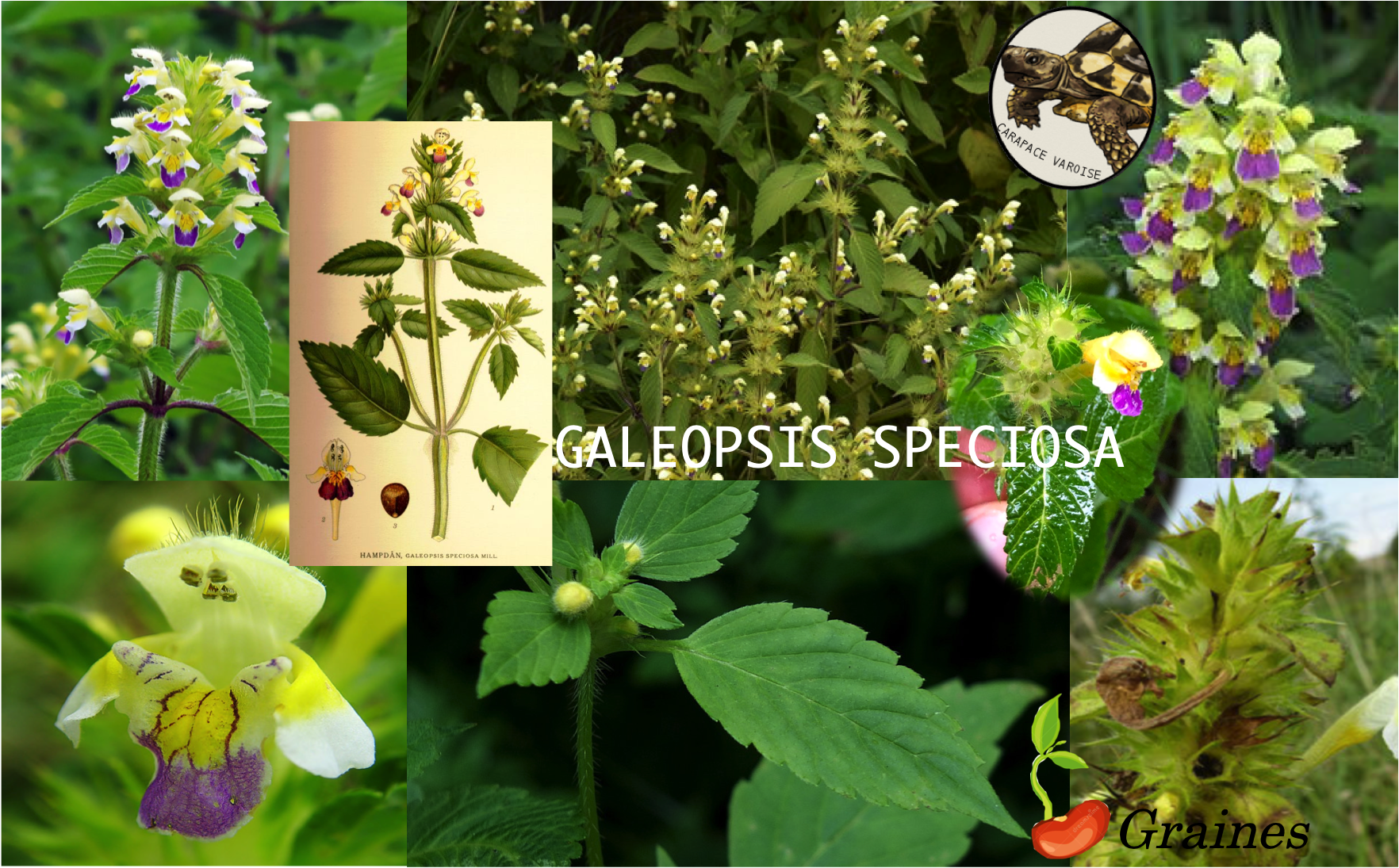 Galeopsis speciosa