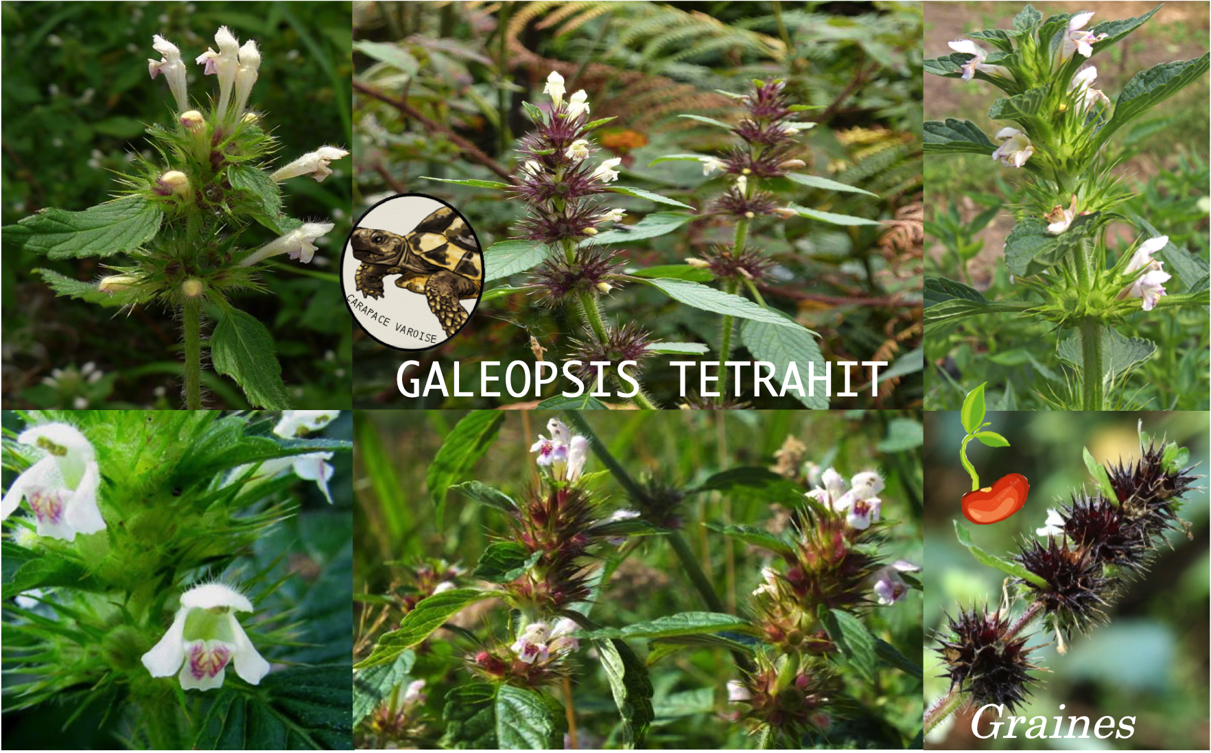 Galeopsis tetrahit