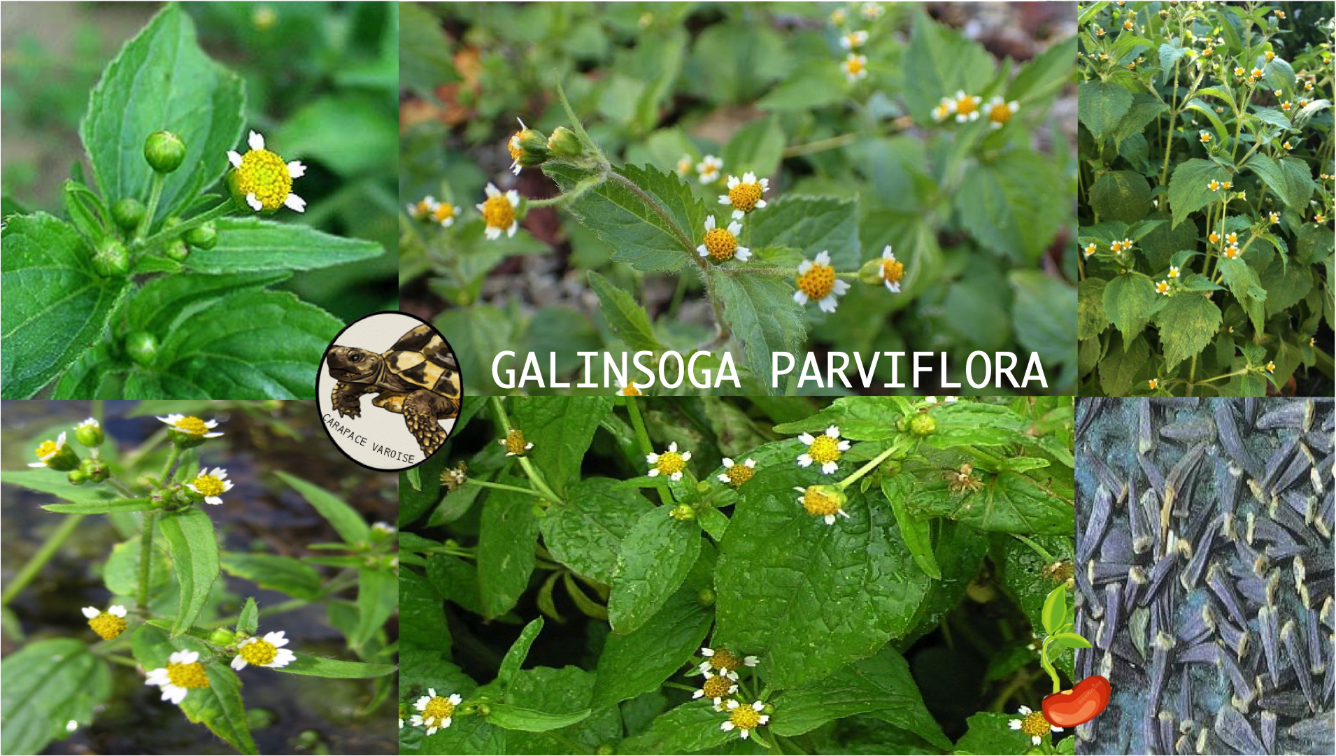 Galinsoga parviflora