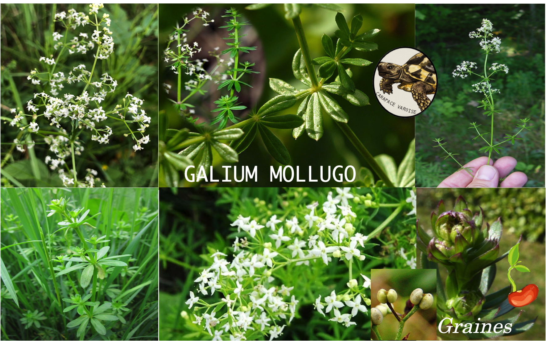 Galium mollugo