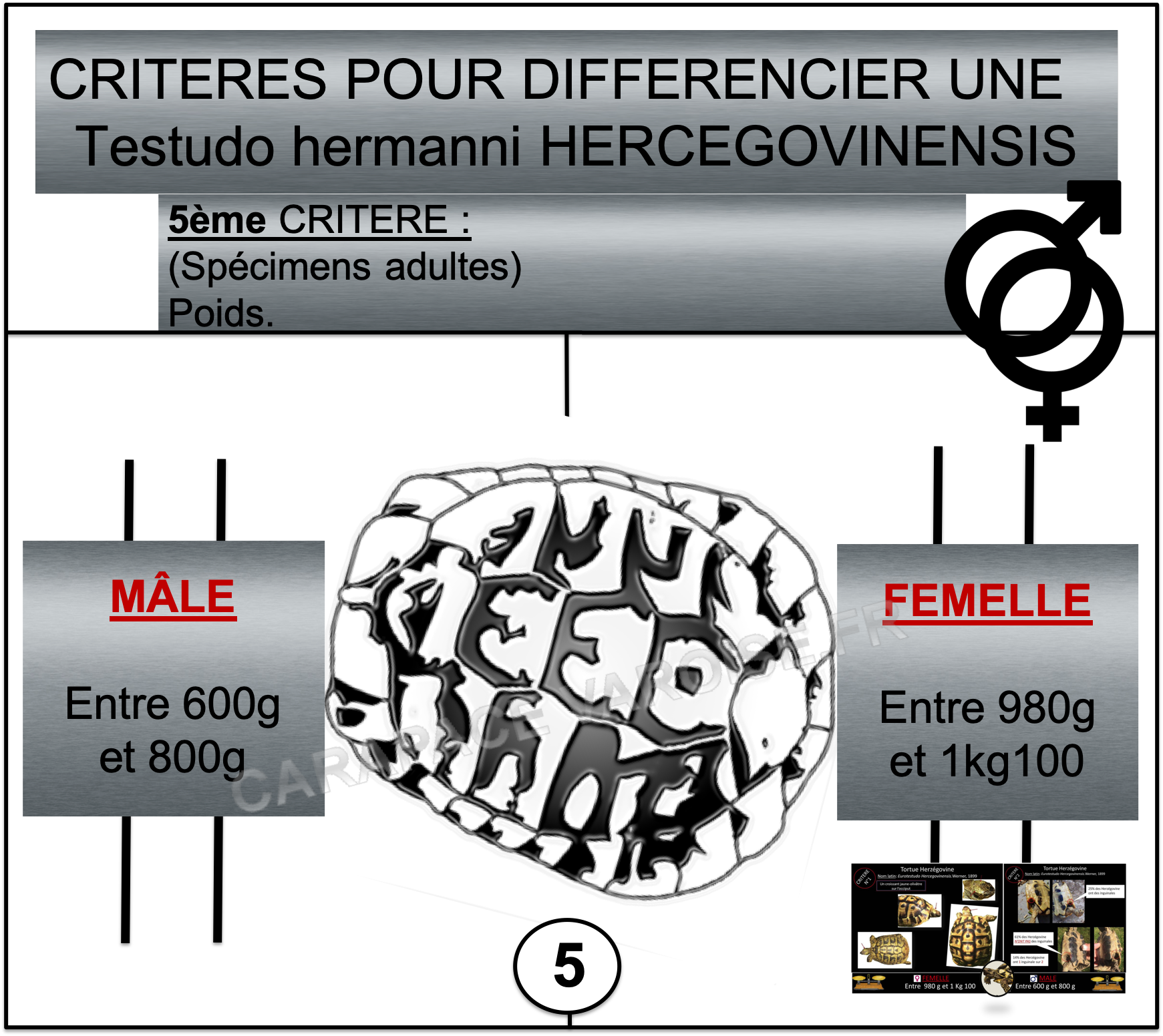 Hercegovinensis 5