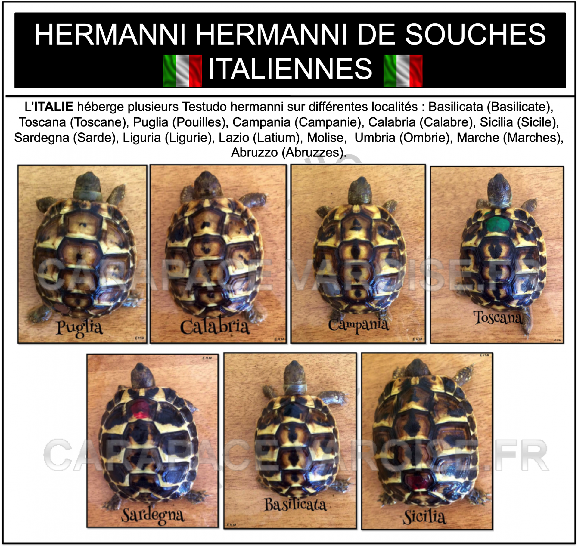 Hermanni hermanni italienne