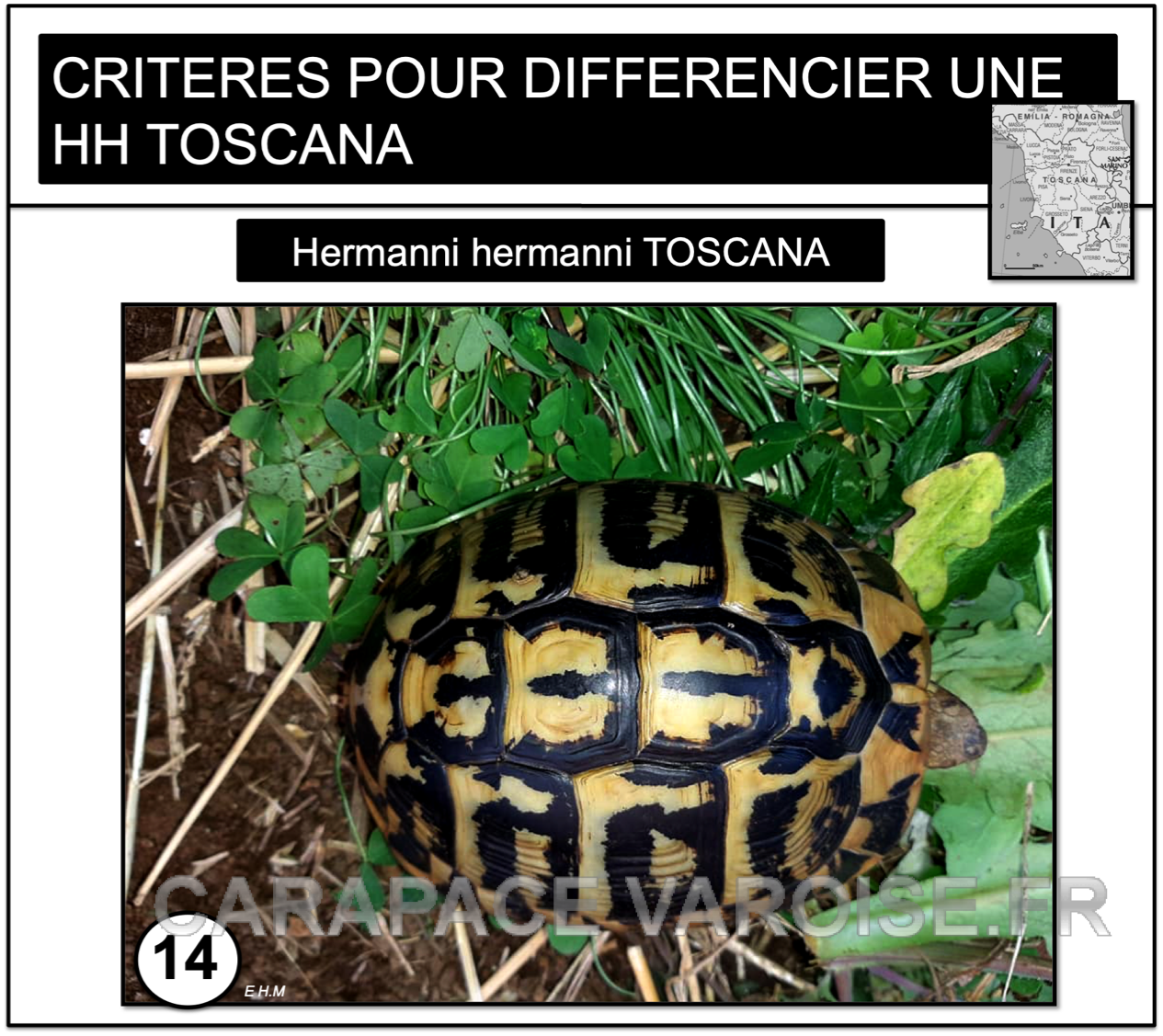 Hh toscane 14