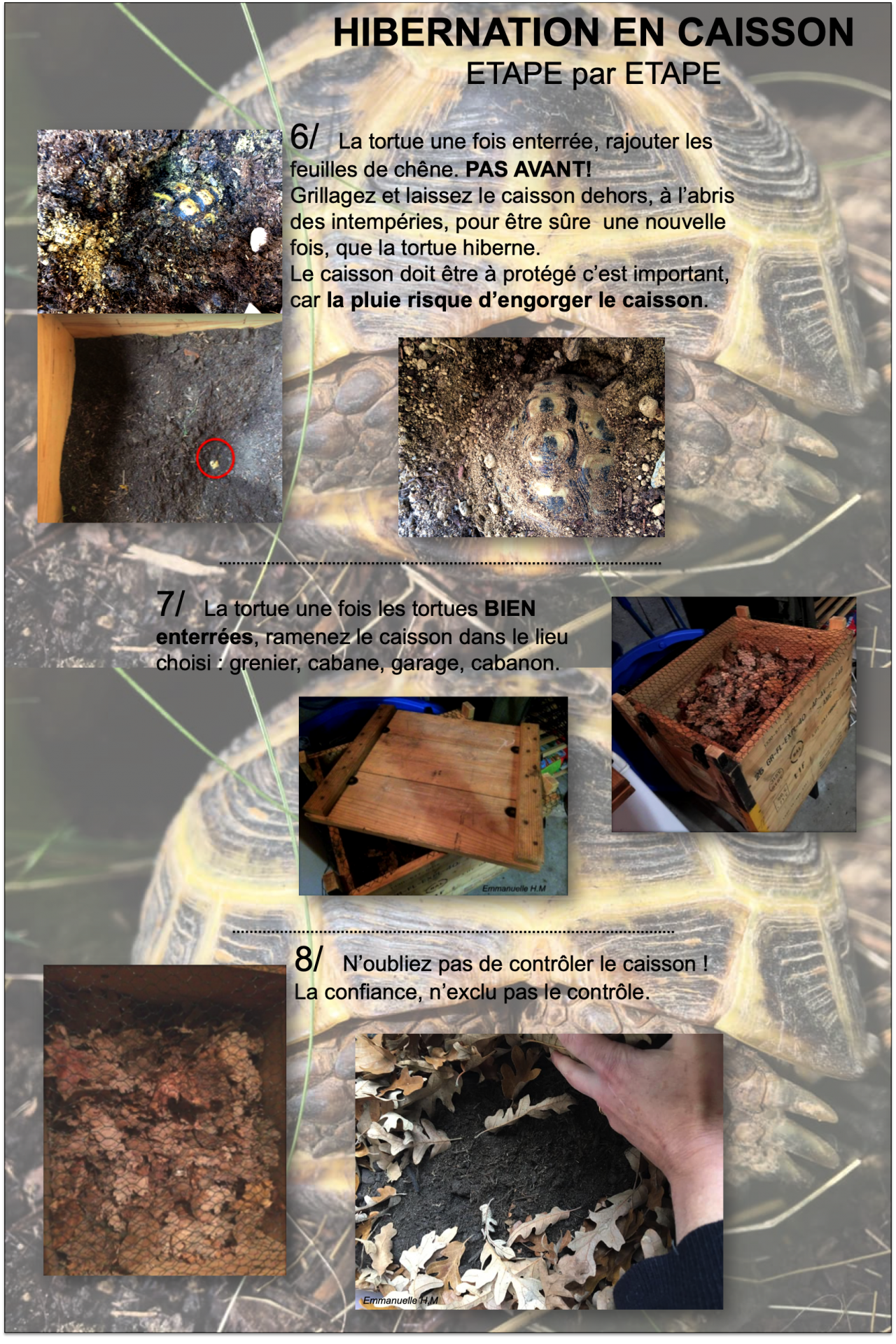 Hibernation methode caisson tortue 3