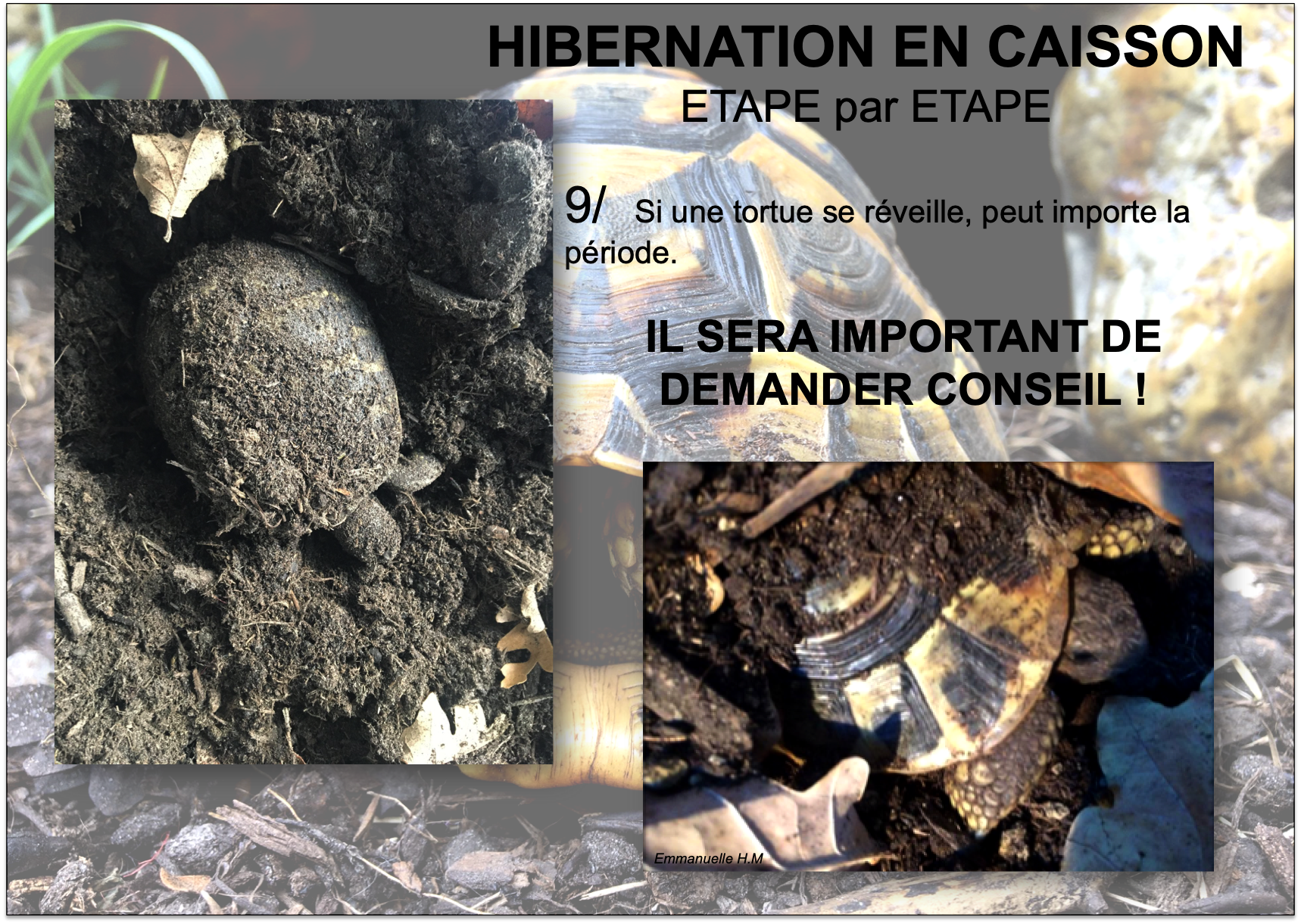 Hibernationmethode caisson tortue 4