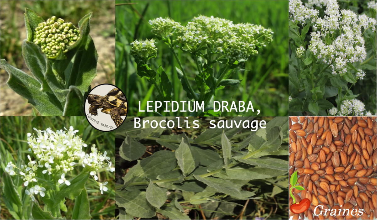 Lepidium draba brocolis sauvage