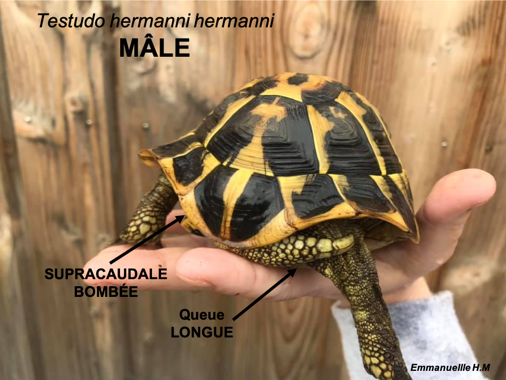 Male testudo hermanni hermanni