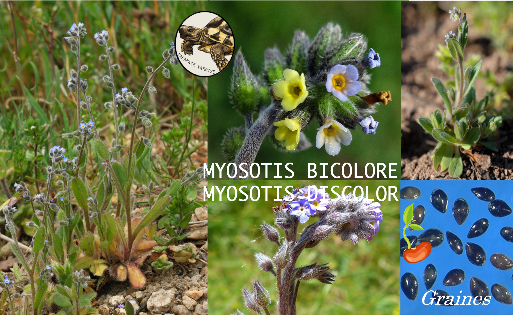 Myosotis bicolore