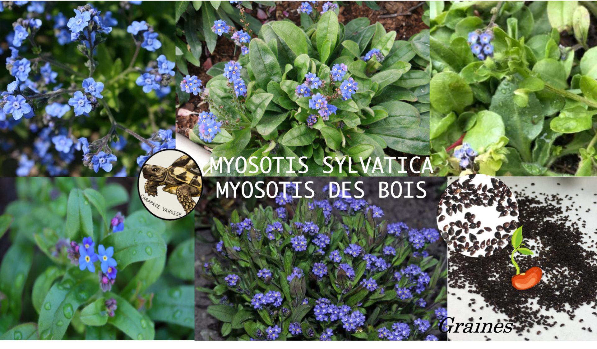 Myosotis des bois