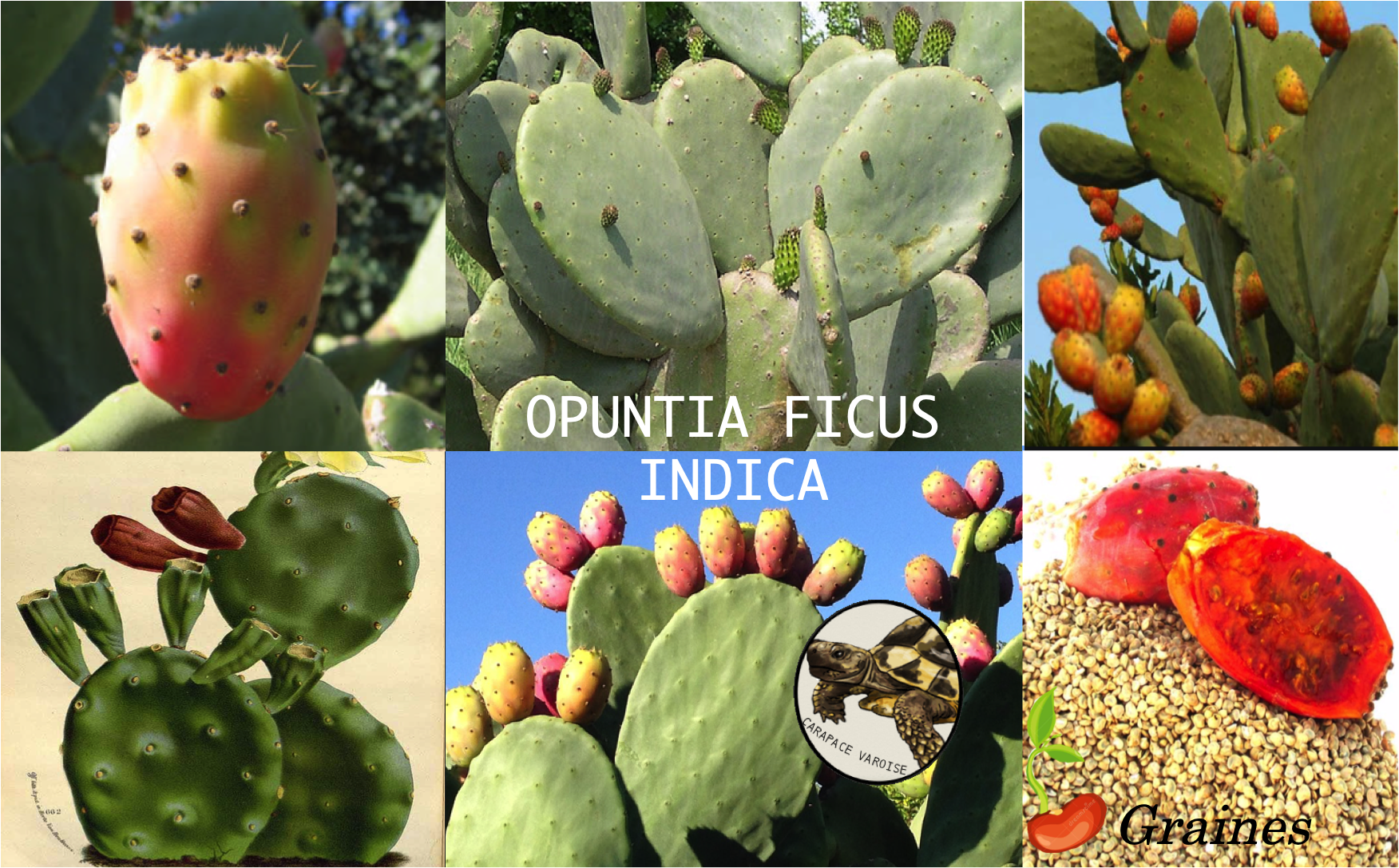 Opuntia1