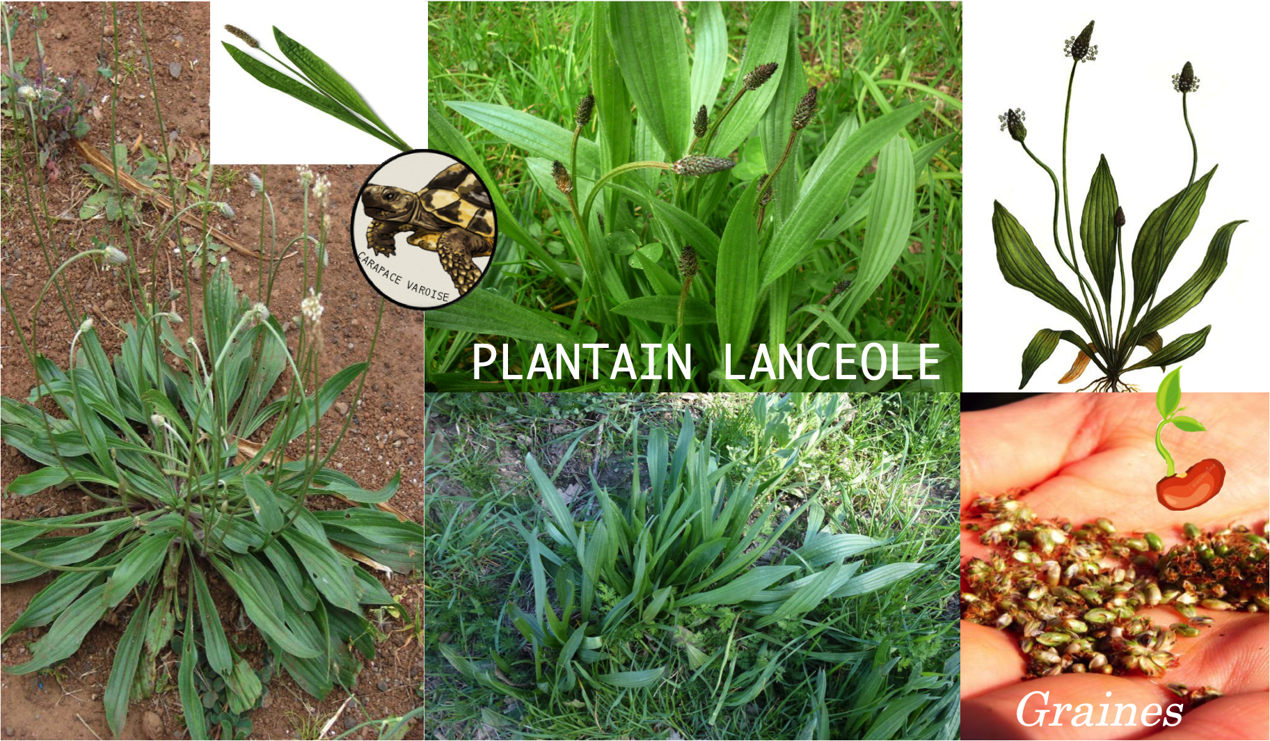 Plantain lanceole 2