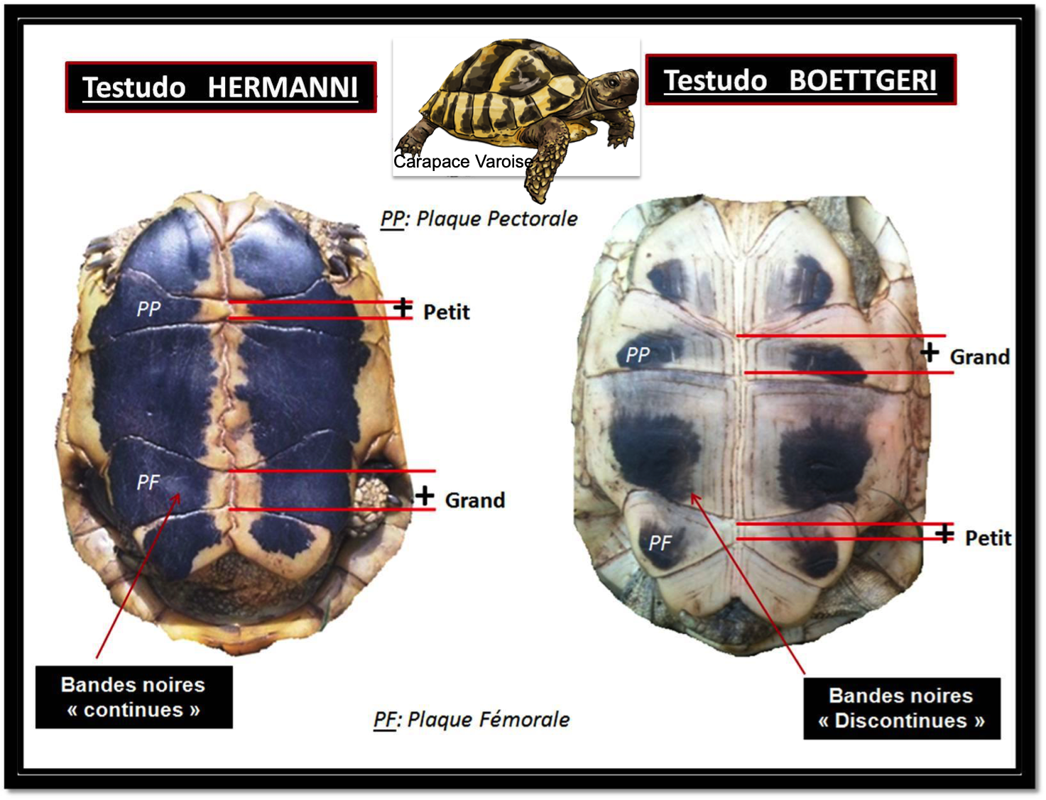 Plastrons hermanni hermanni hh hermanni boettgeri hb