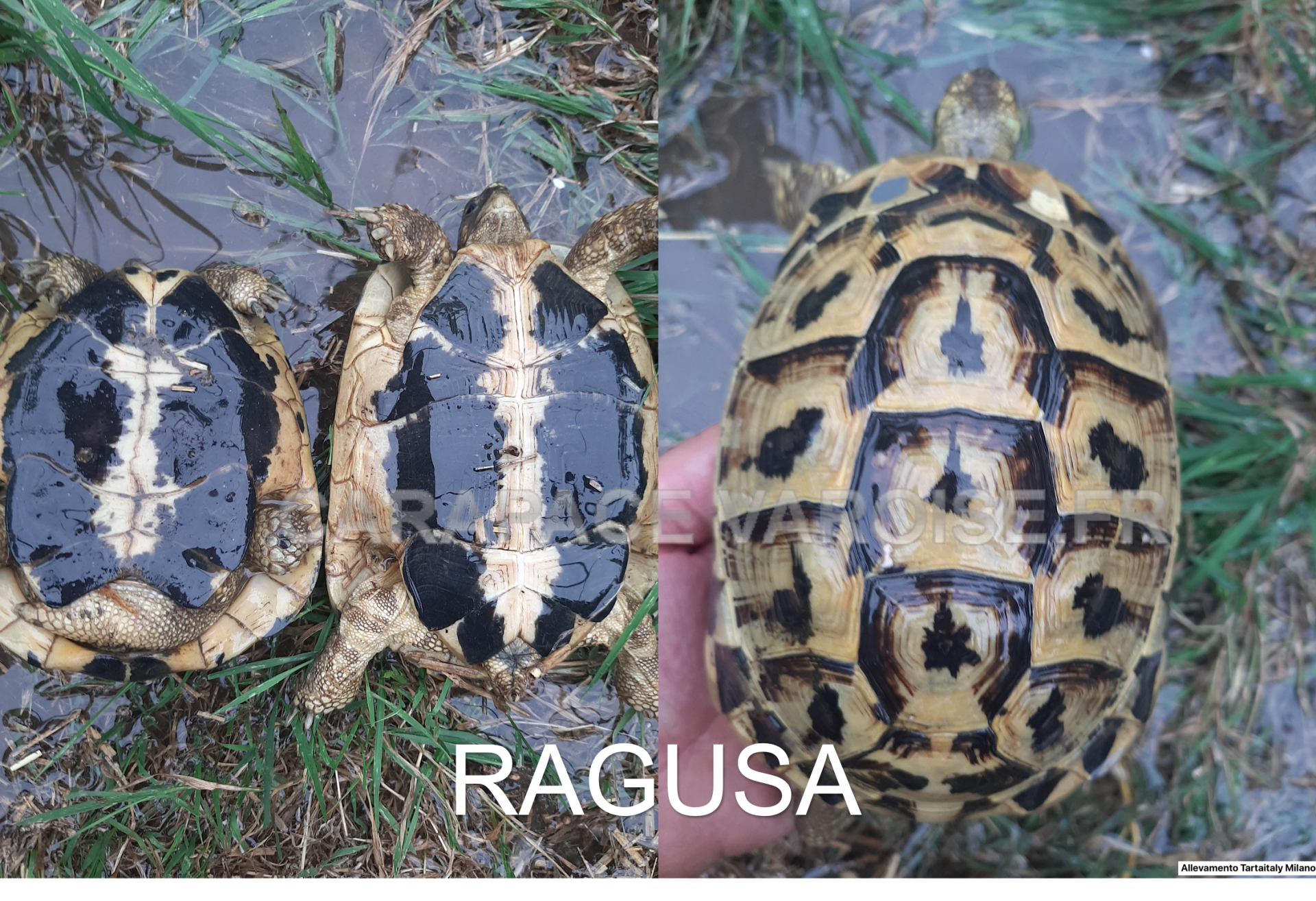 Ragusa 3