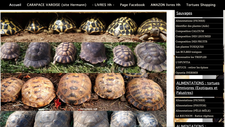 Site carapace tortue