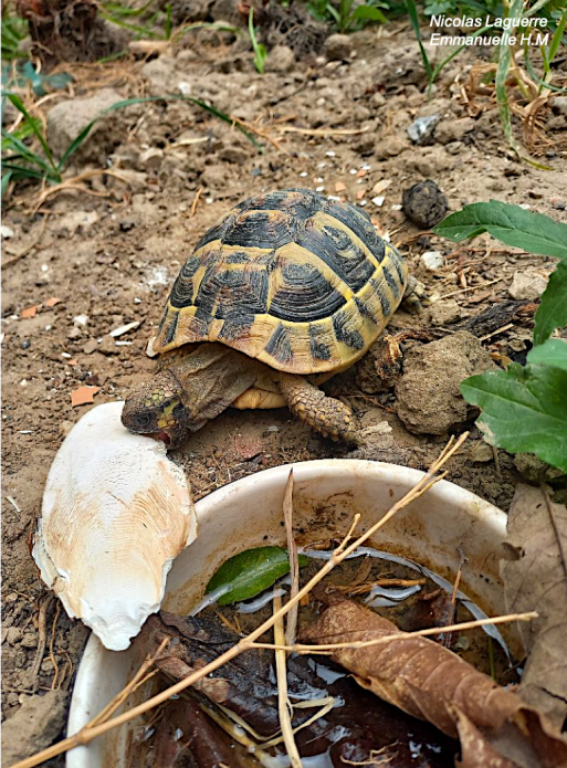 Tortue et os de seiche