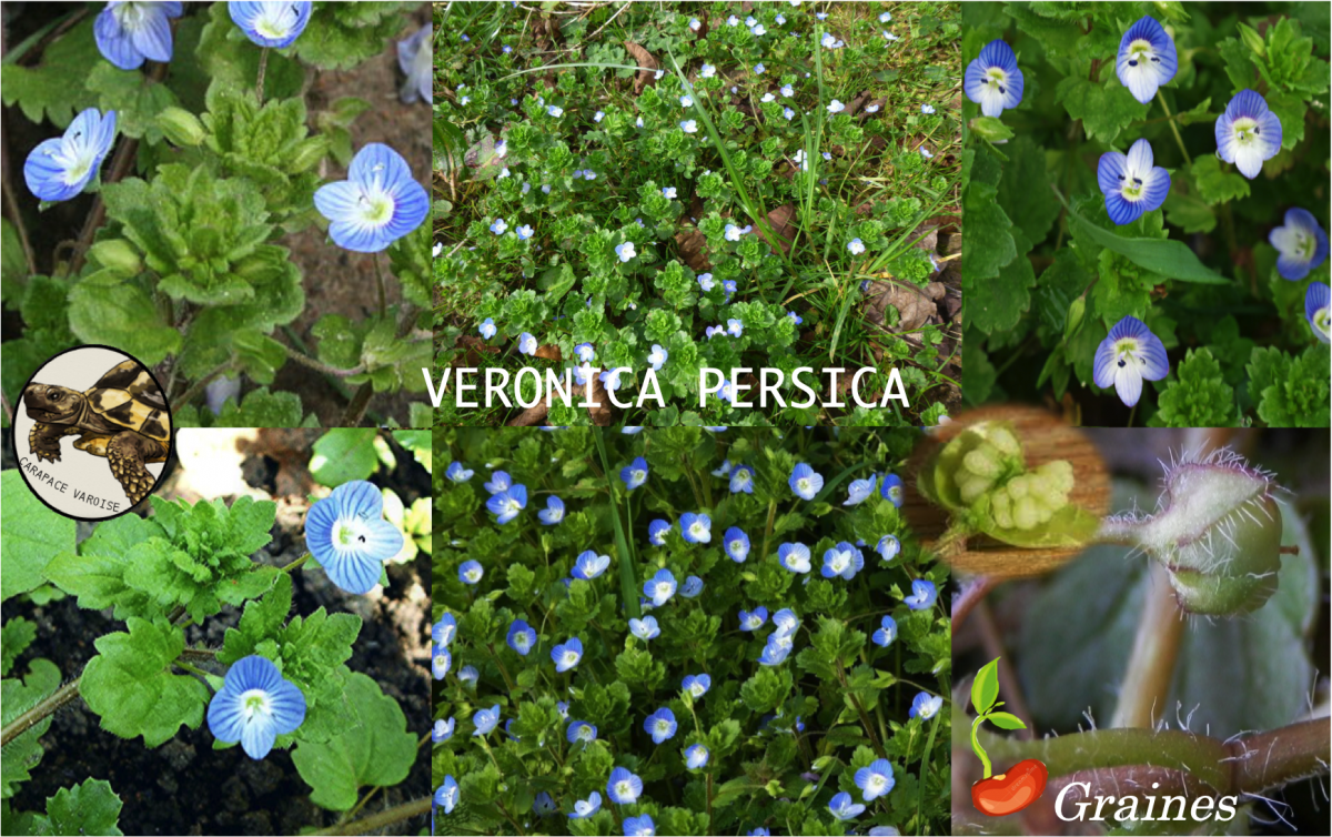 Veronica persica